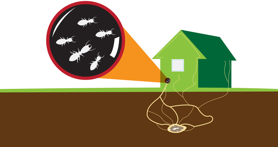 Termite Inspections | Tulsa Oklahoma